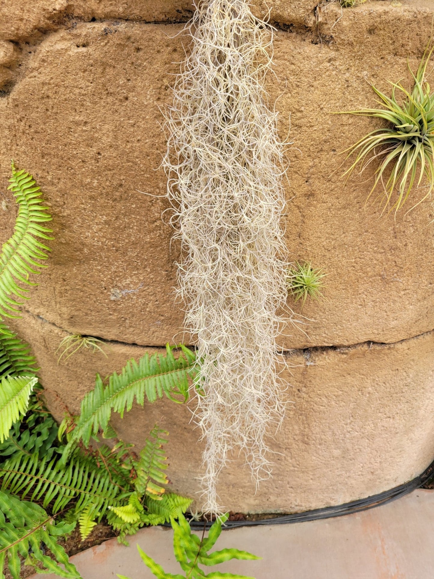 Tillandsia usneoides 'El Normal' (Spanish moss) - Rainforest Flora