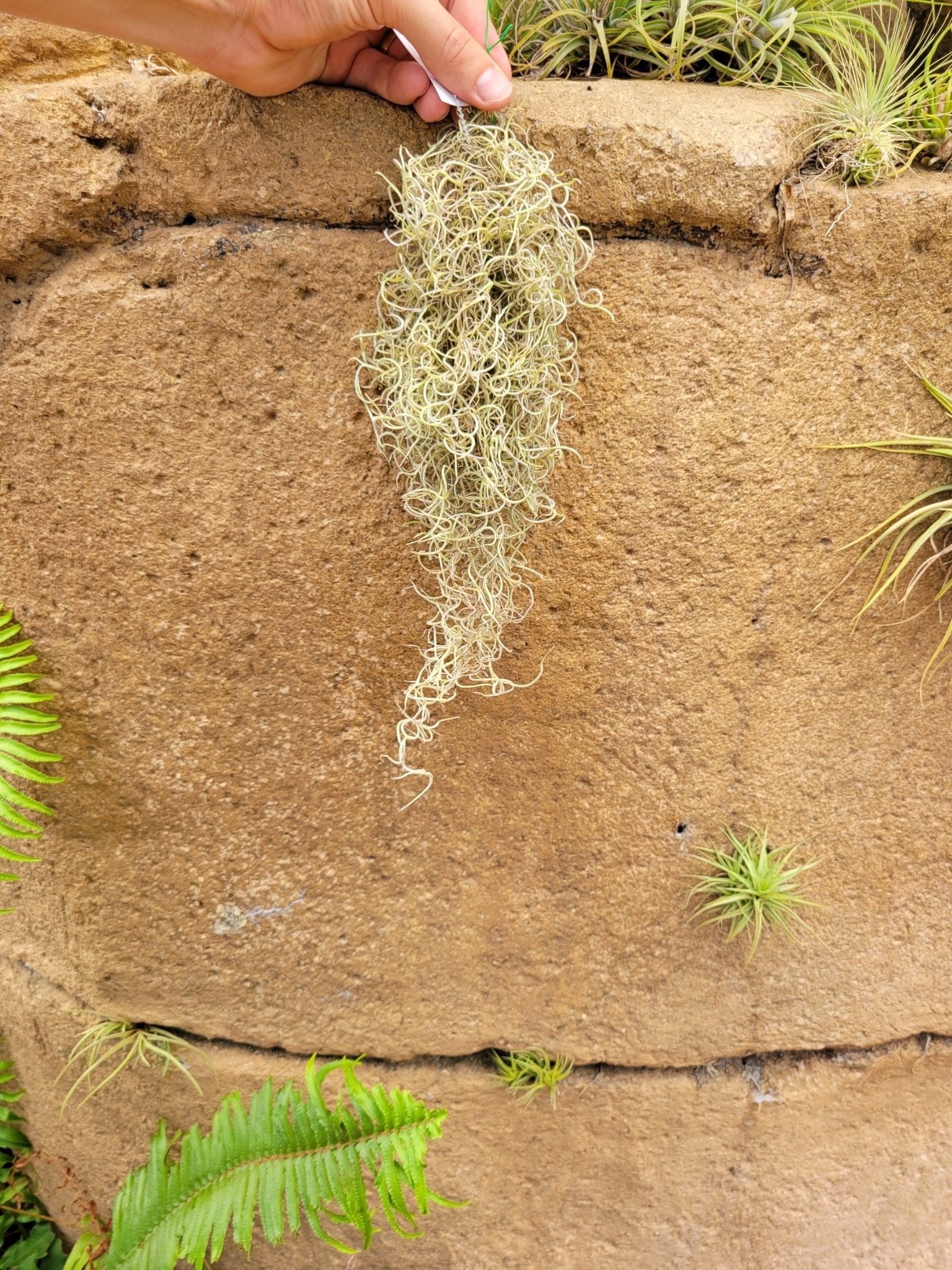 Tillandsia usneoides 'El Raro' (Spanish moss) - Rainforest Flora