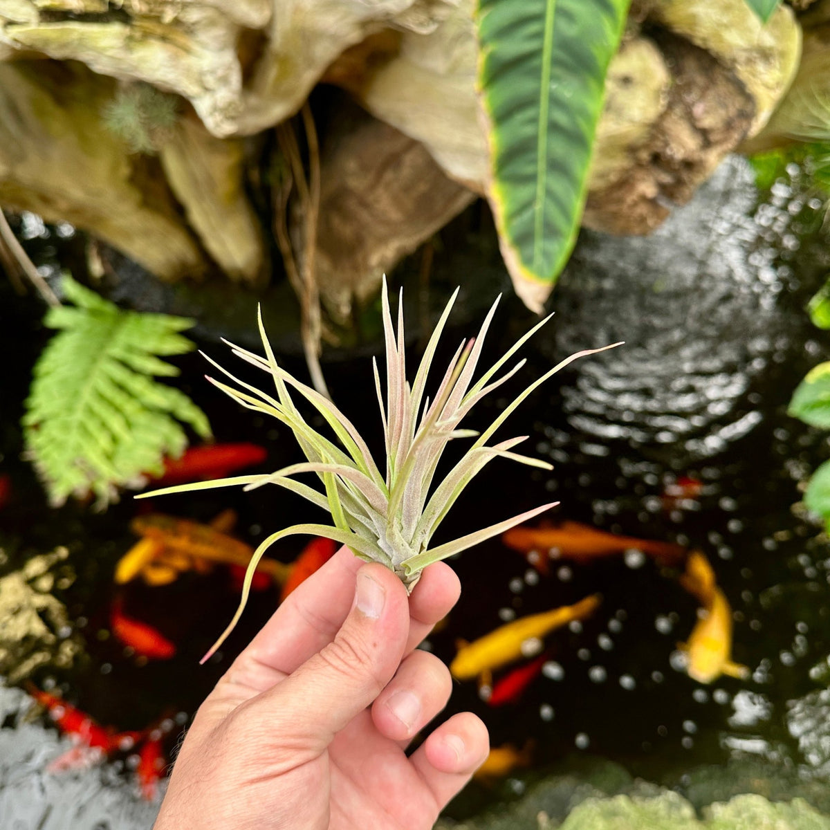 Tillandsia velutina - Rainforest Flora