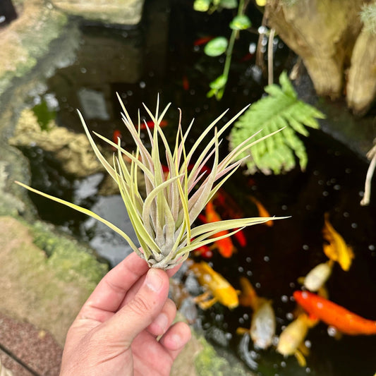 Tillandsia velutina - Rainforest Flora