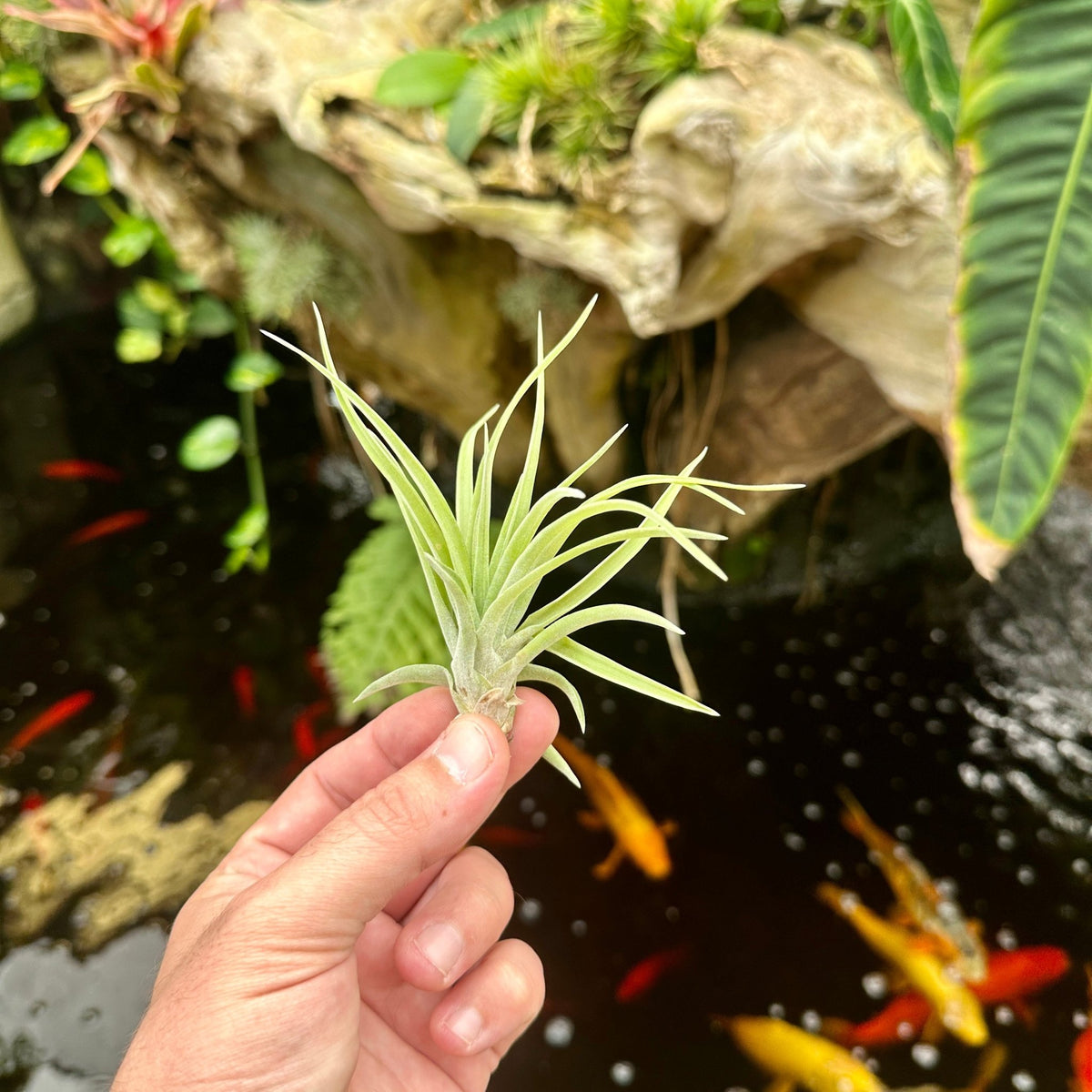 Tillandsia velutina - Rainforest Flora