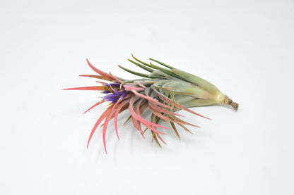 Tillandsia 'Victoria Molly Sheffield' - Rainforest Flora