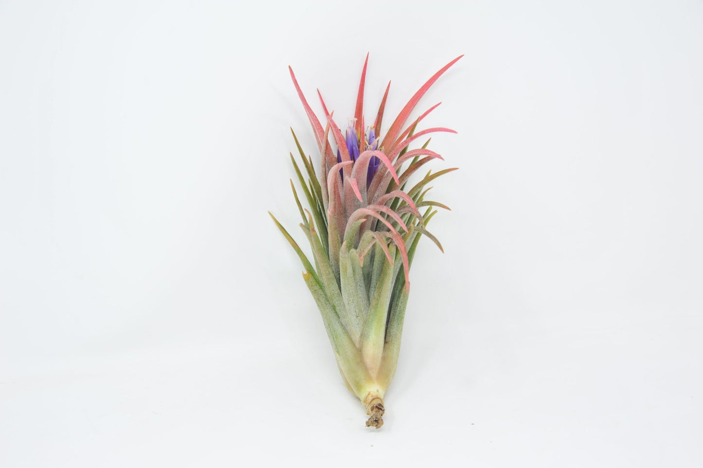 Tillandsia 'Victoria Molly Sheffield' - Rainforest Flora