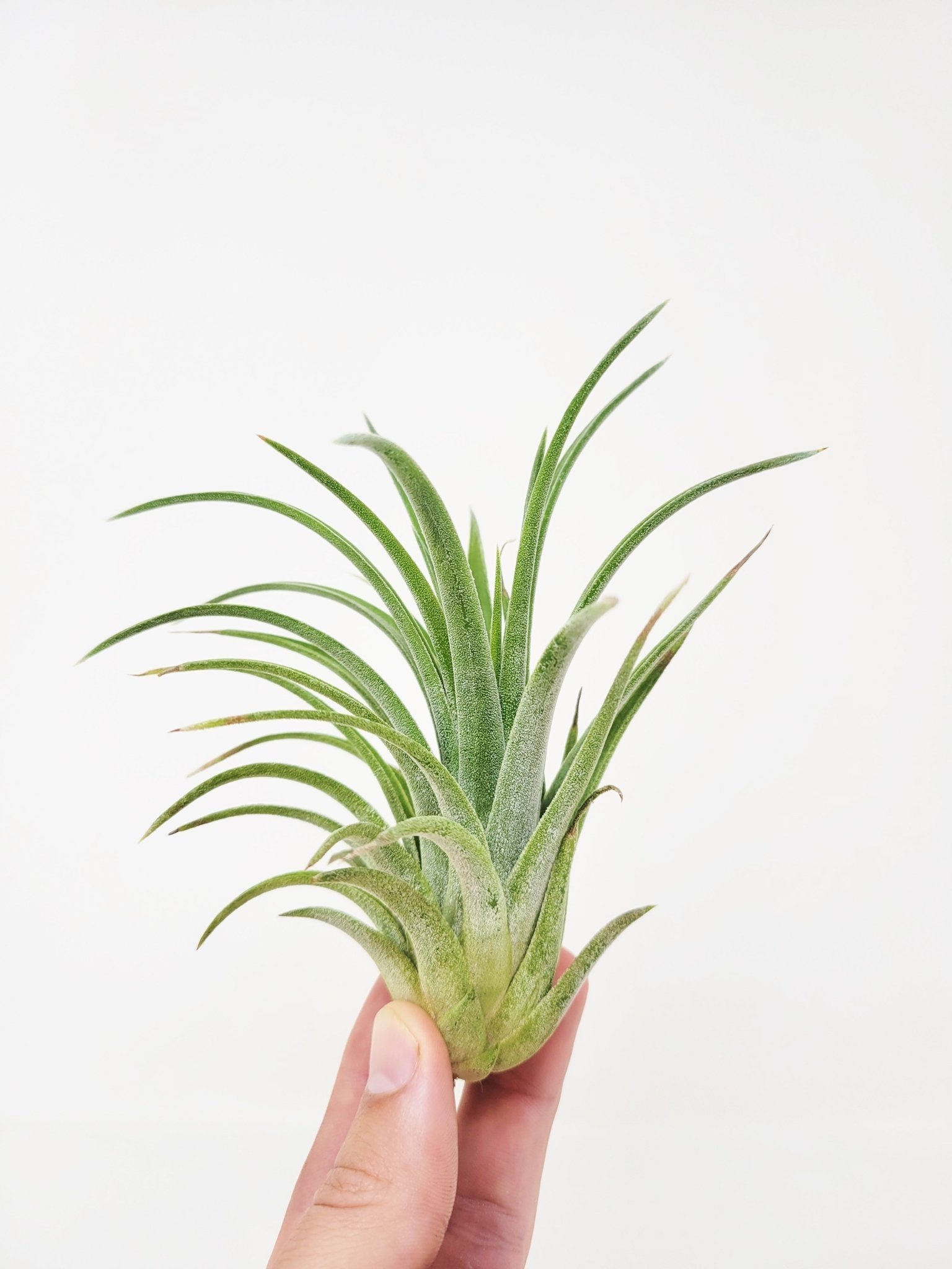 Tillandsia 'Victoria Molly Sheffield' - Rainforest Flora