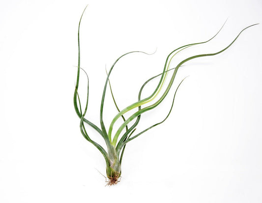 Tillandsia 'Wavy Wonder' - Rainforest Flora