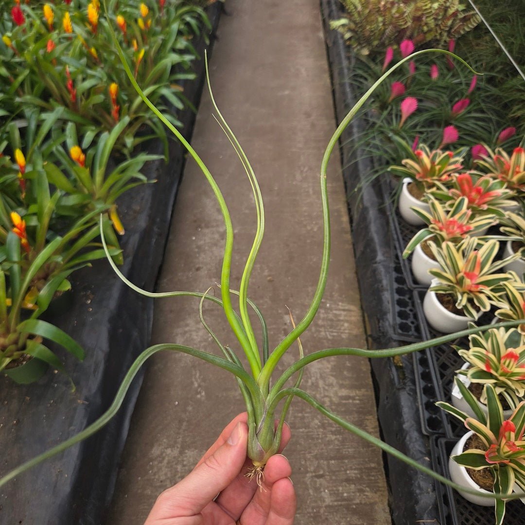 pseudobaileyi air plant Tillandsia 'Wavy Wonder' (T. bulbosa X T. pseudobaileyi)