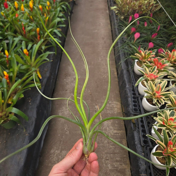 tillandsia bulbosa air plant Tillandsia 'Wavy Wonder' (T. bulbosa X T. pseudobaileyi)
