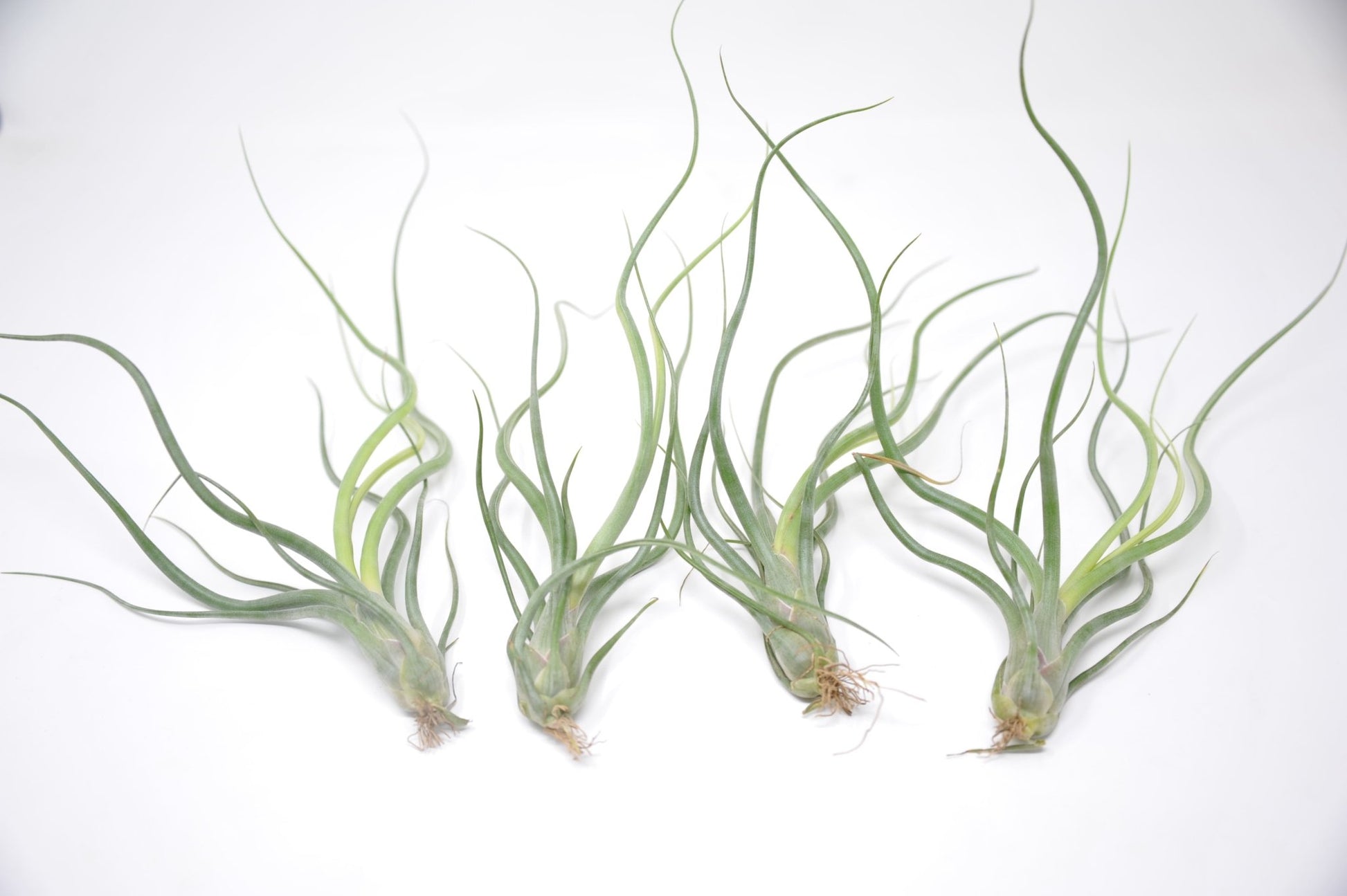 pseudobaileyi air plant Tillandsia 'Wavy Wonder' (T. bulbosa X T. pseudobaileyi) – Rainforest Flora