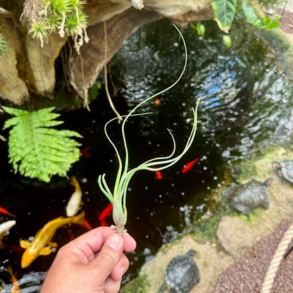 Tillandsia 'Wavy Wonder' (T. bulbosa X T. pseudobaileyi) - Rainforest Flora
