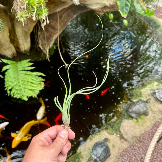 Tillandsia 'Wavy Wonder' (T. bulbosa X T. pseudobaileyi) - Rainforest Flora