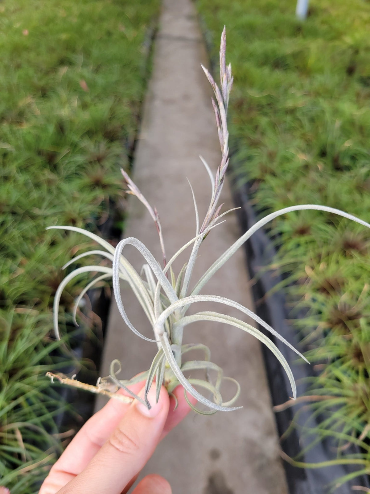 Tillandsia 'Wonga' (T. mallemontii x T. duratii) – Rainforest Flora