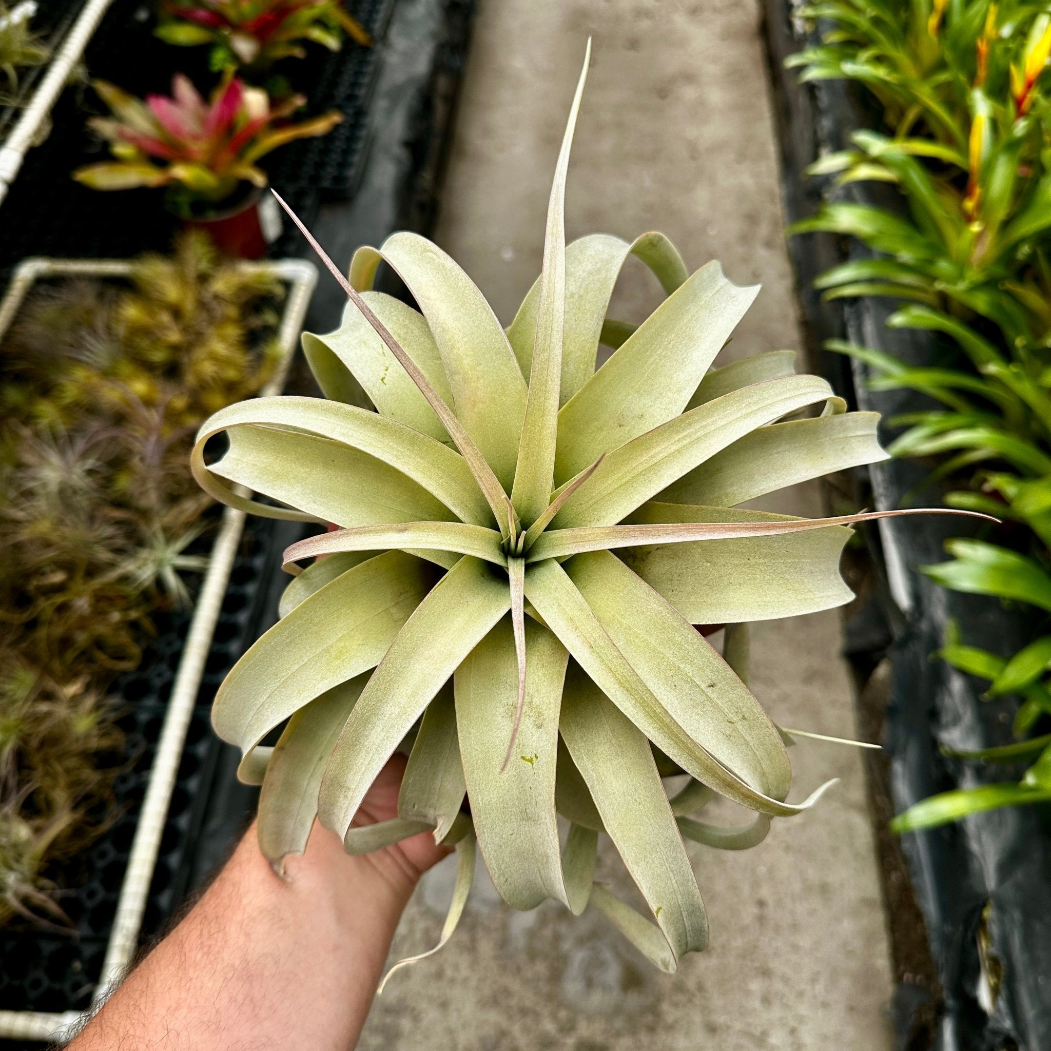 Tillandsia xerographica
