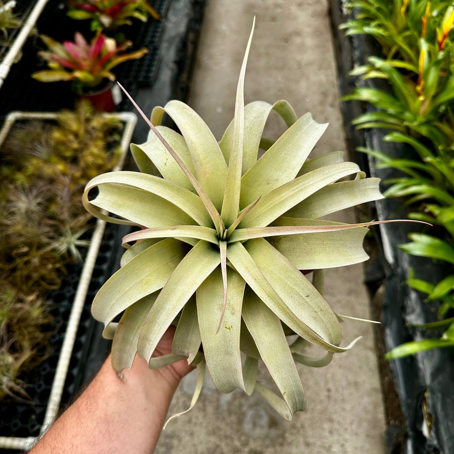 tillandsia xerographica air plant care Tillandsia xerographica – Rainforest Flora