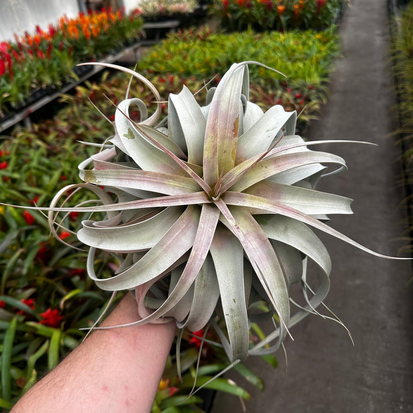 Tillandsia xerographica - Rainforest Flora