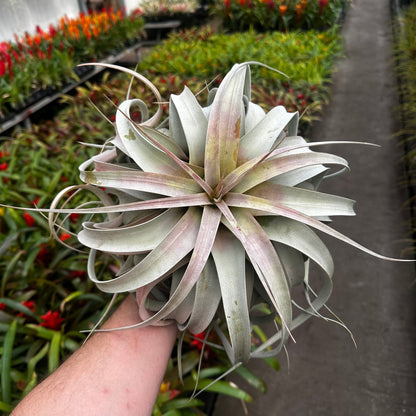 Tillandsia xerographica - Rainforest Flora