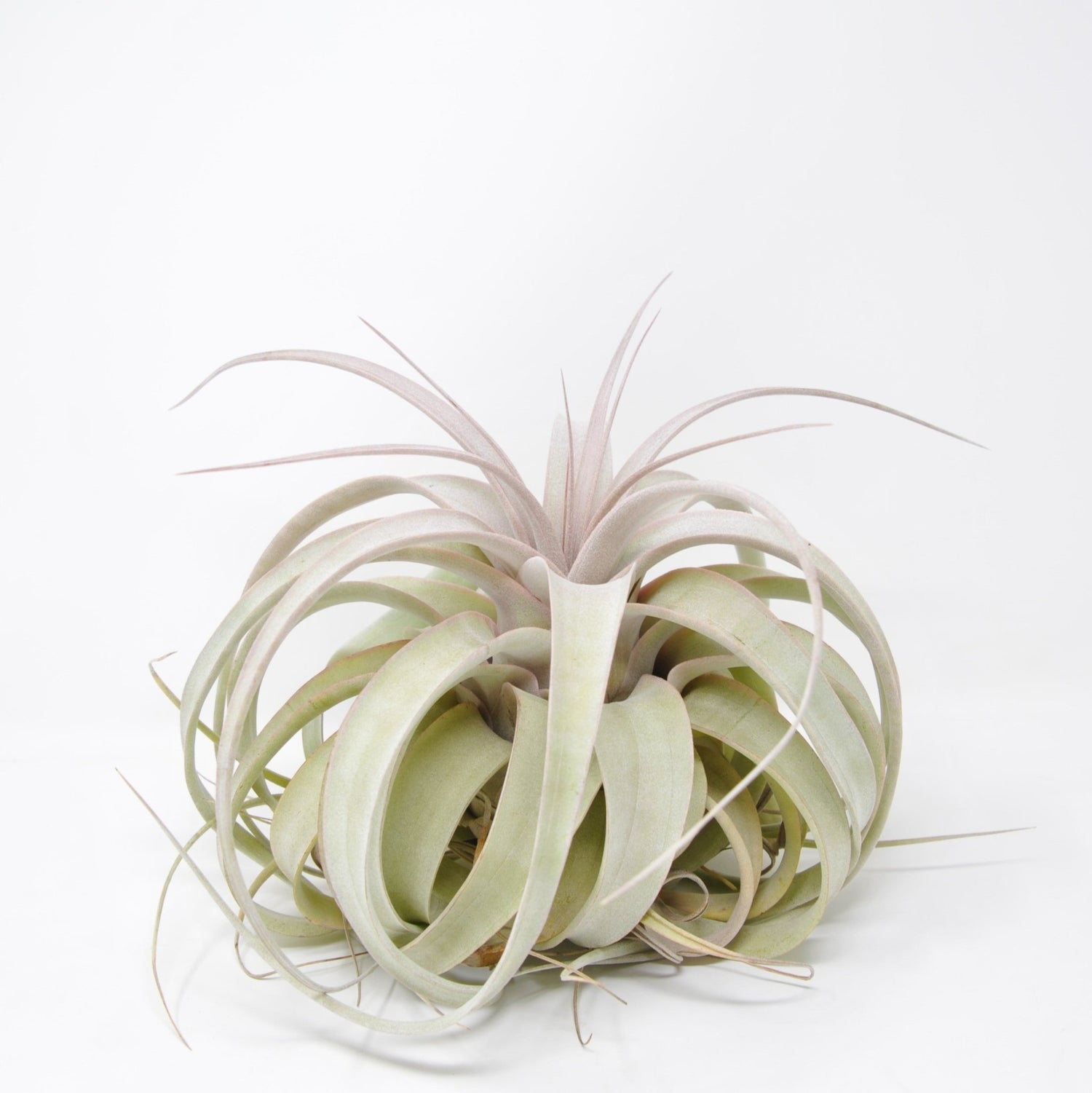 Tillandsia xerographica - Rainforest Flora