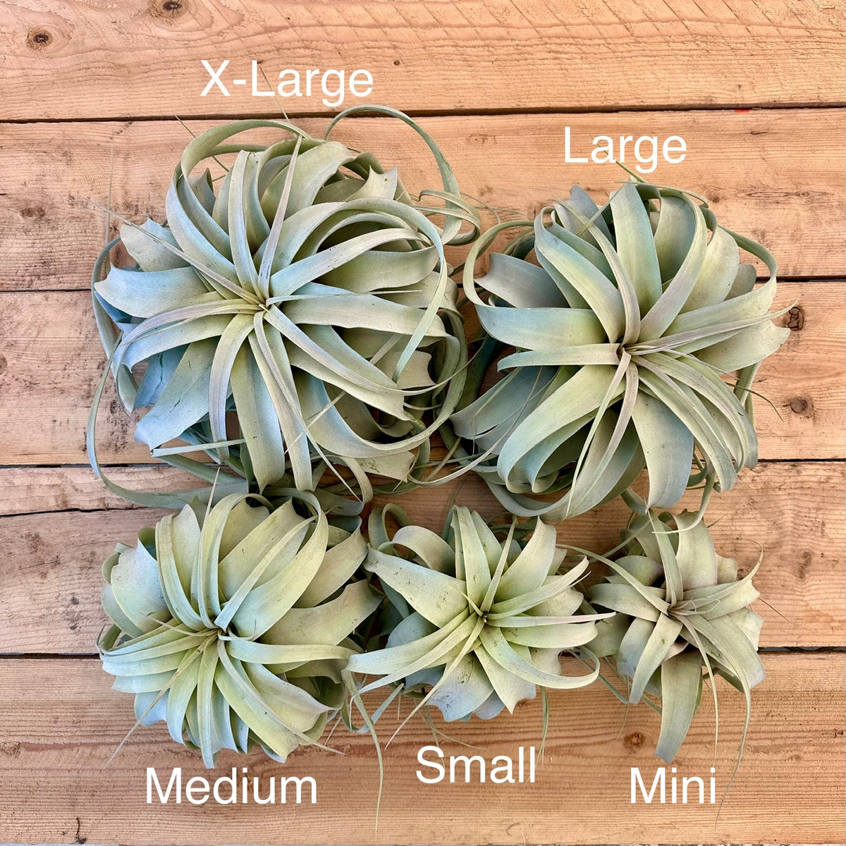 Tillandsia xerographica - Rainforest Flora