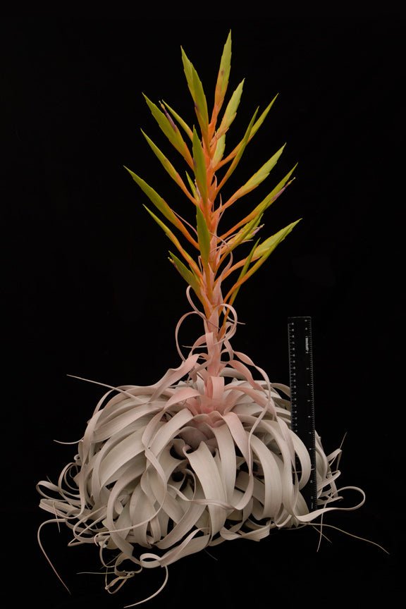 Tillandsia xerographica - Rainforest Flora