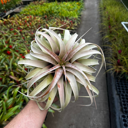 Tillandsia xerographica - Rainforest Flora