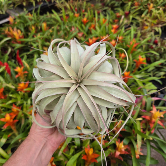 Tillandsia xerographica - Rainforest Flora