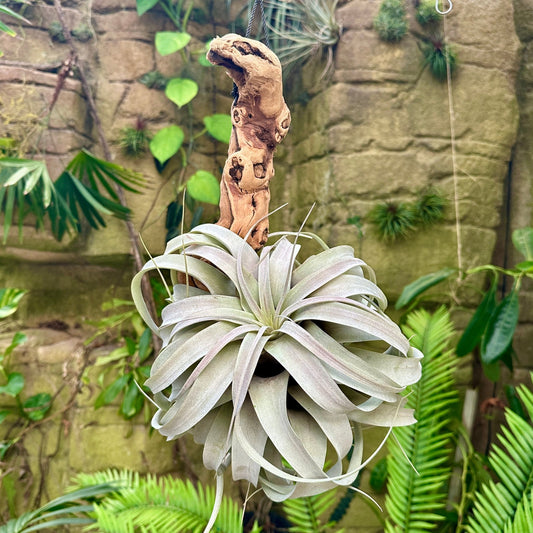 Tillandsia xerographica Mounted on Grapewood - Rainforest Flora