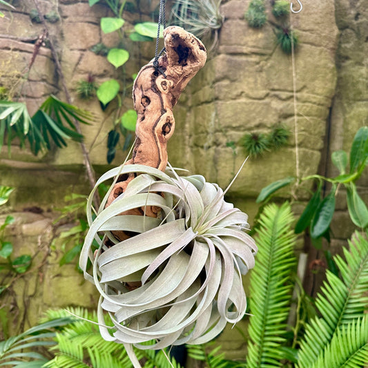 Tillandsia xerographica Mounted on Grapewood - Rainforest Flora