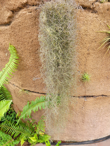 Tillandsia usneoides 'El Finito' (Spanish moss)