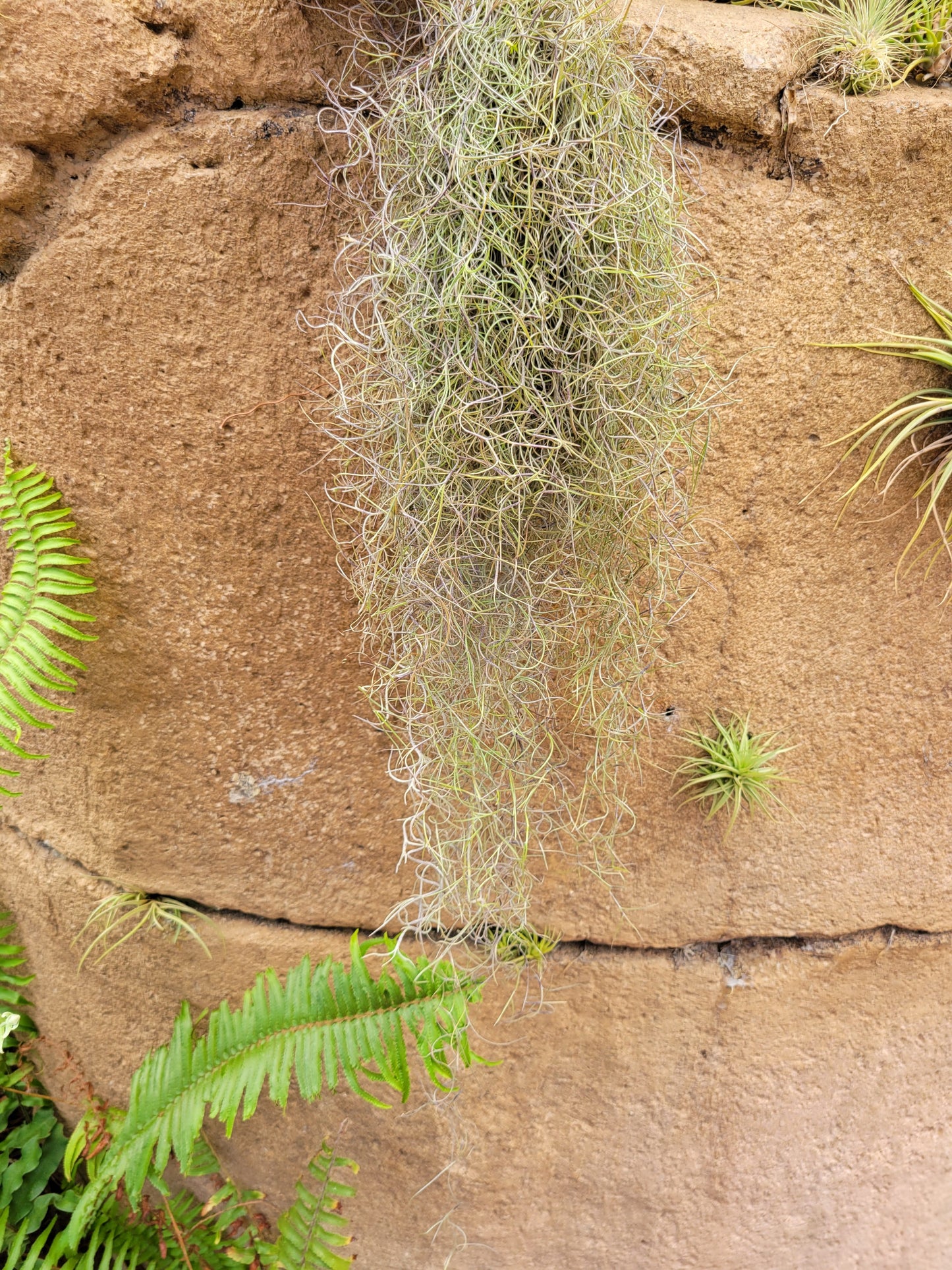 Tillandsia usneoides 'El Finito' (Spanish moss)