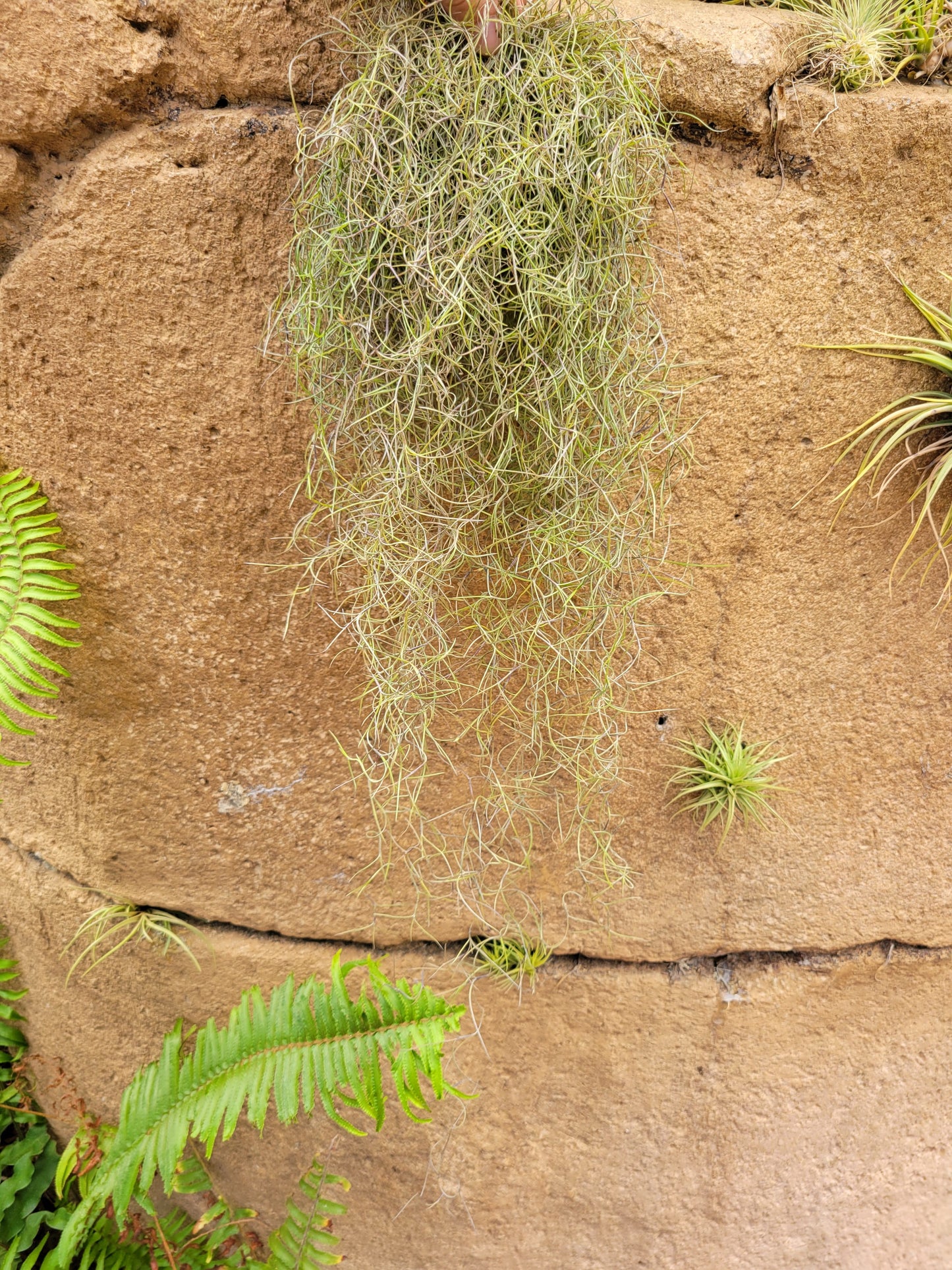 Tillandsia usneoides 'El Finito' (Spanish moss)