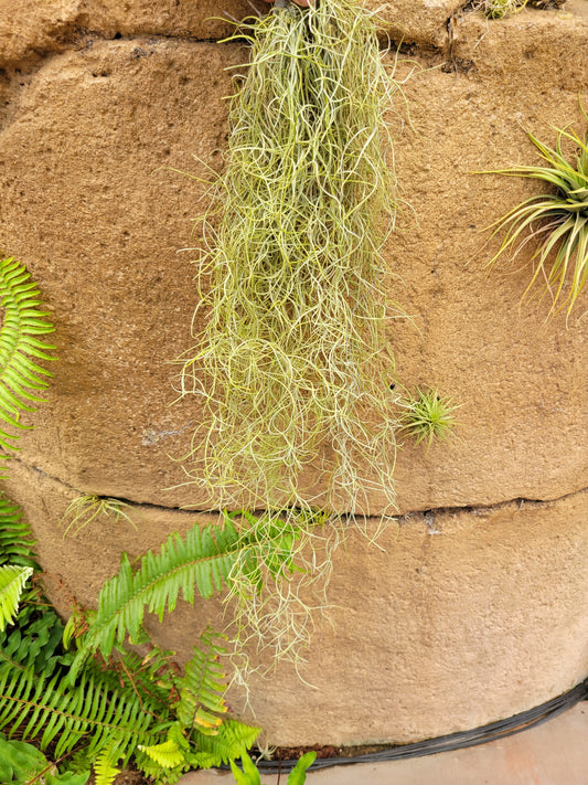 Tillandsia usneoides 'El Gordito' (Spanish moss)