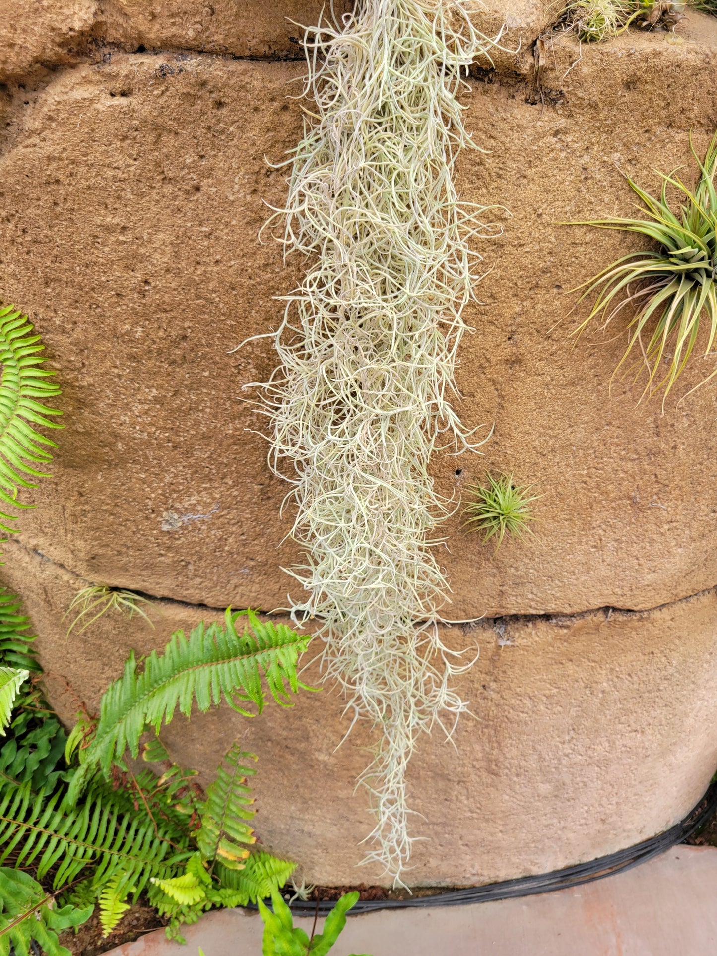 Tillandsia usneoides 'El Mejor' (Spanish moss)