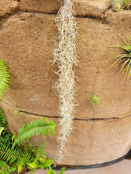 Tillandsia usneoides 'El Mejor' (Spanish moss)