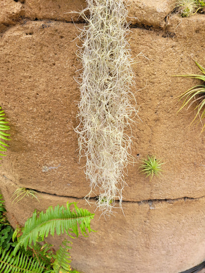 Tillandsia usneoides 'El Normal' (Spanish moss)