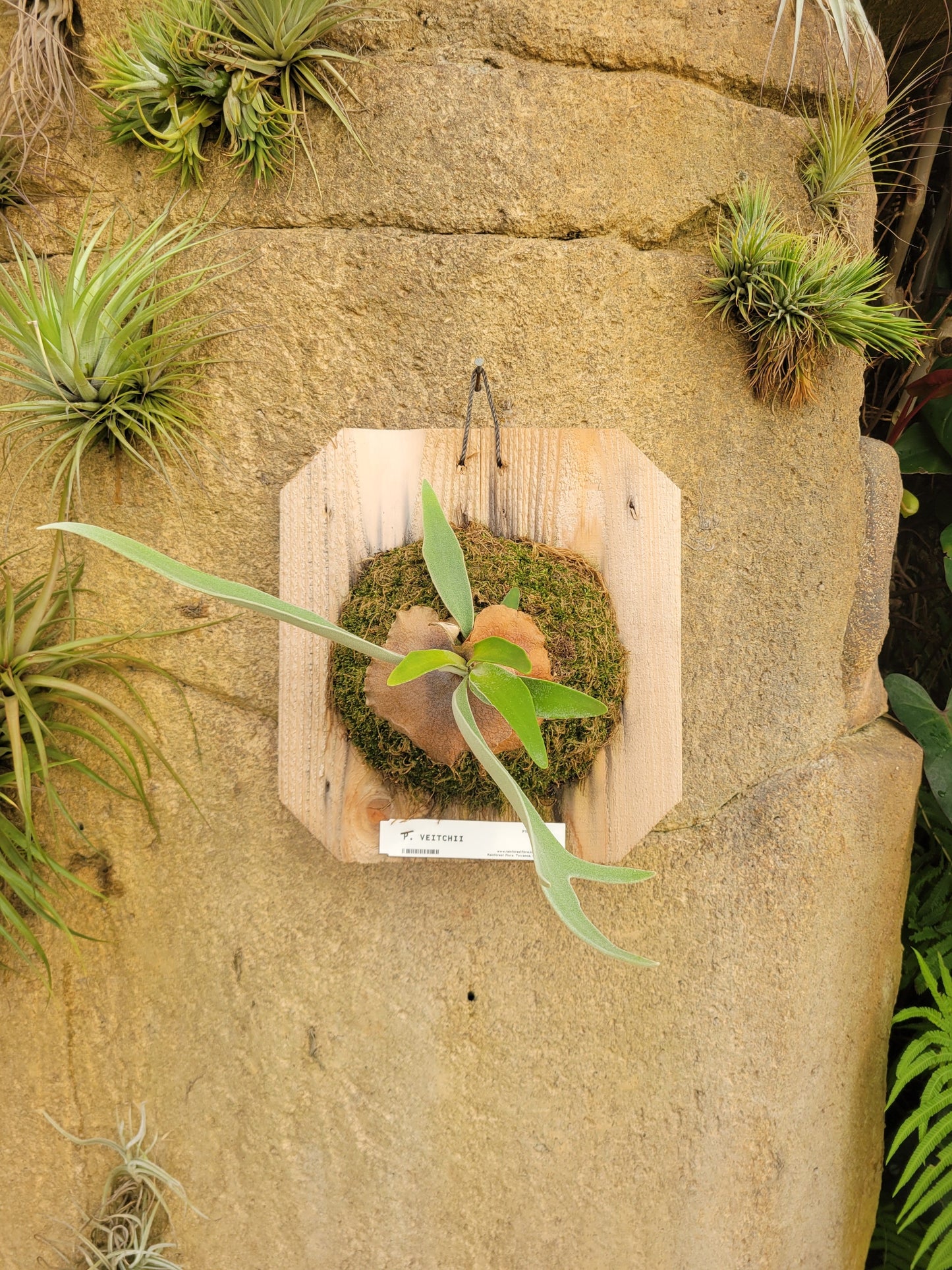 Platycerium veitchii (Staghorn fern)