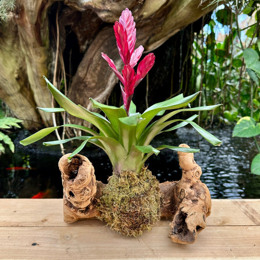 Vriesea ‘Albertiana’ - Rainforest Flora