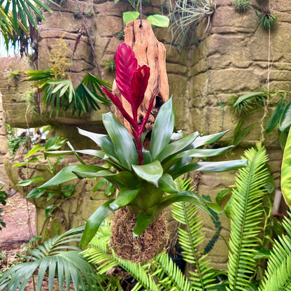 Vriesea ‘Albertiana’ - Rainforest Flora