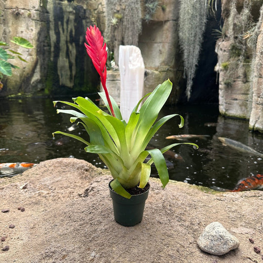 Vriesea ‘Christiane’ (V. ‘Viminalis-Rex x V. carinata) - Rainforest Flora