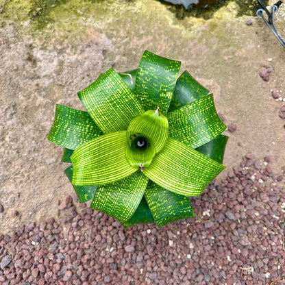 Vriesea fenestralis - Rainforest Flora