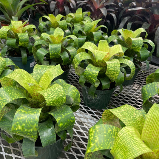 Vriesea fenestralis - Rainforest Flora