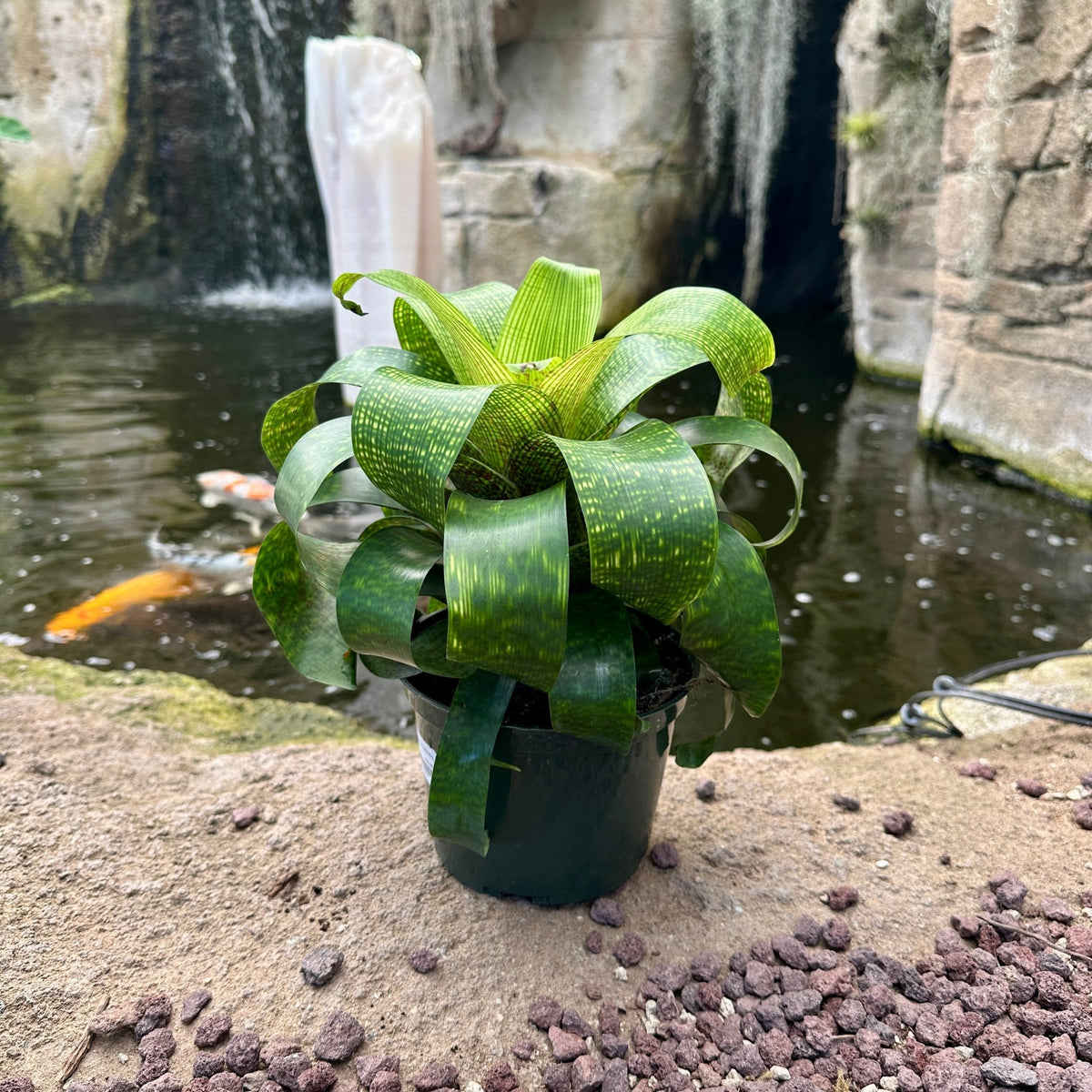 Vriesea fenestralis - Rainforest Flora