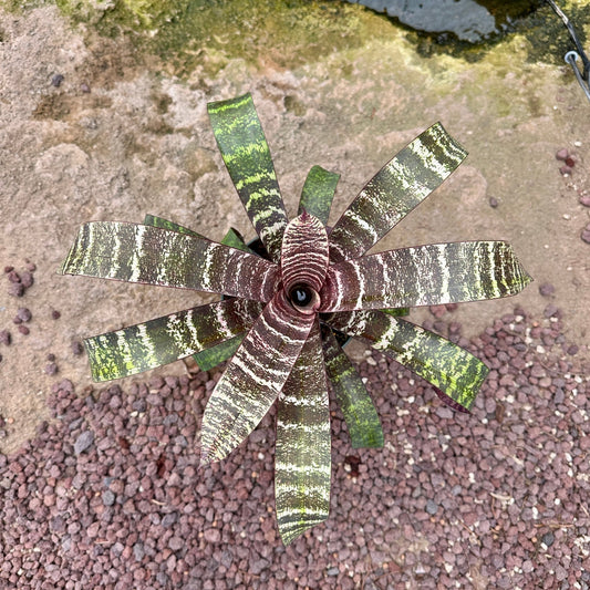 Vriesea fosteriana var. seidelia cv ‘Red Chestnut’ - Rainforest Flora