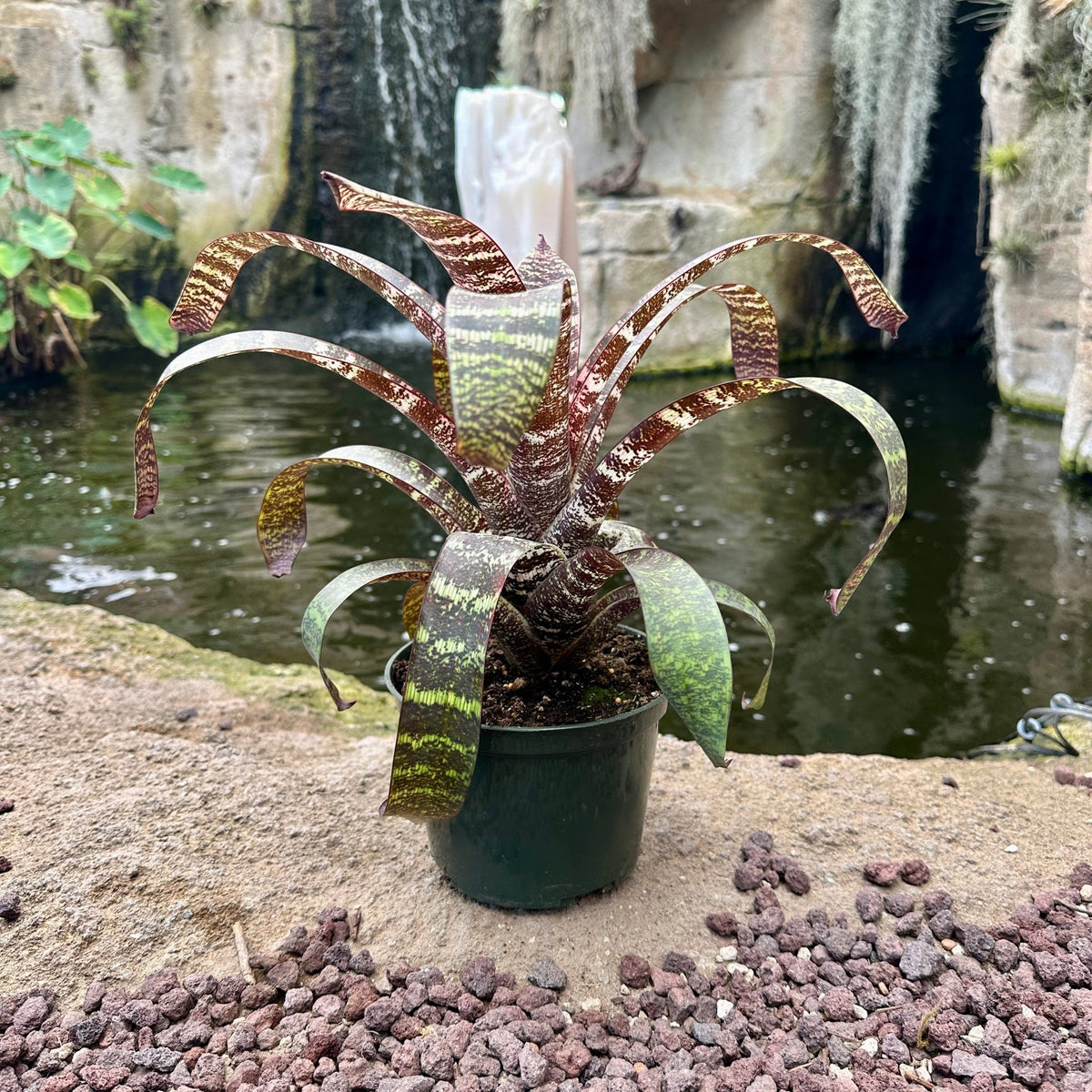Vriesea fosteriana var. seidelia cv ‘Red Chestnut’ - Rainforest Flora