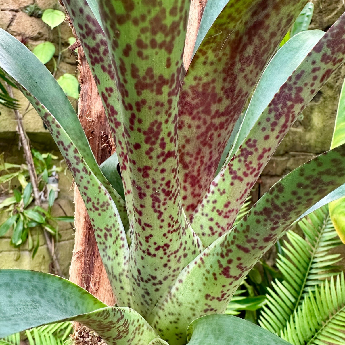 Vriesea ‘Jacaranda’ - Rainforest Flora