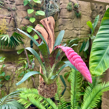 Vriesea ‘Jacaranda’ - Rainforest Flora