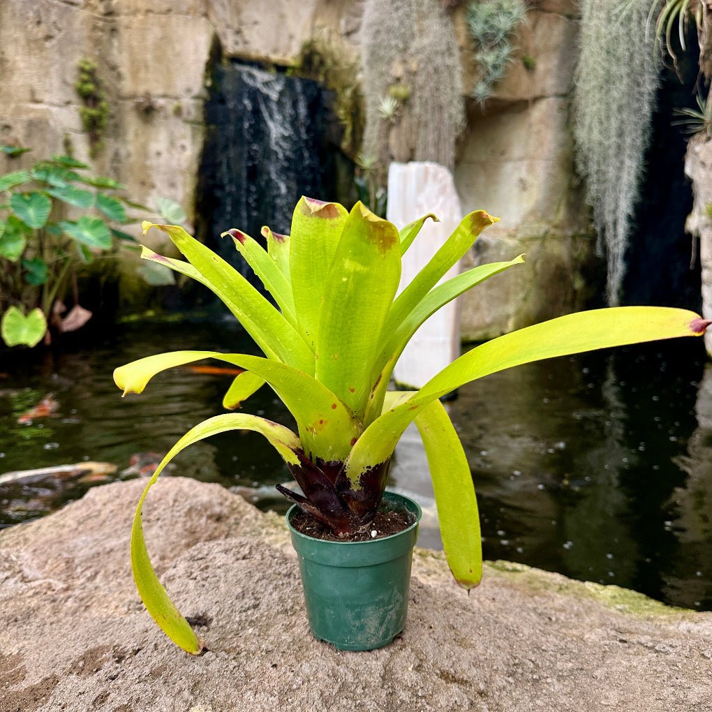 Vriesea philippocoburgii - Rainforest Flora