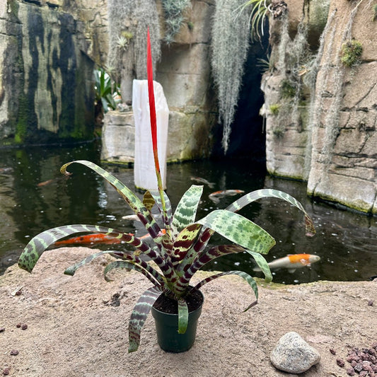 Vriesea ‘Splenriet’ (Vriesea splendens hybrid) - Rainforest Flora
