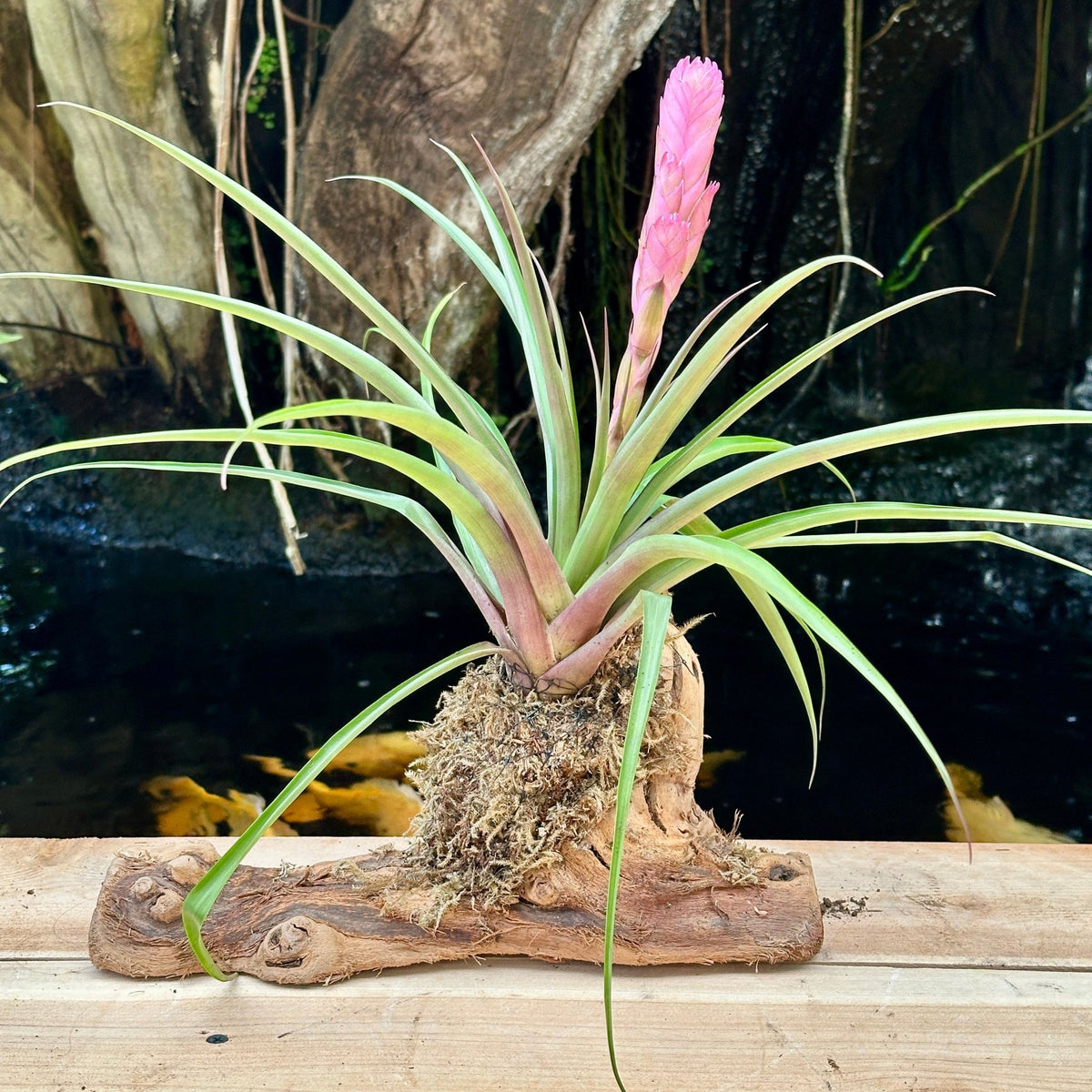 Wallisia cyanea 'Antonio' Mounted on Grapewood - Rainforest Flora