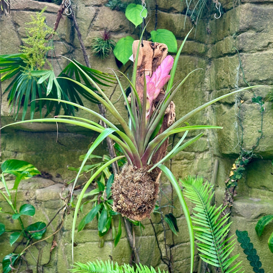 Wallisia cyanea 'Antonio' Mounted on Grapewood - Rainforest Flora