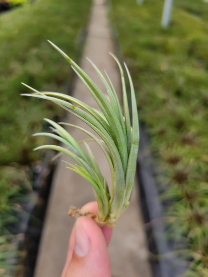 Tillandsia tenuifolia 'White Flowers'