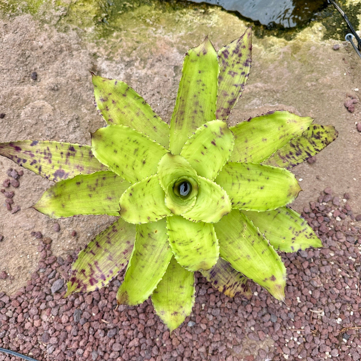 Wittrockia 'Leopardinum' - Rainforest Flora